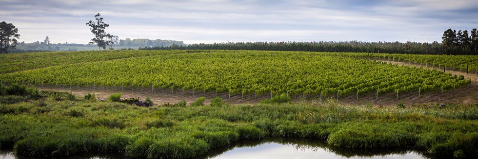 TVMWines's profile banner image
