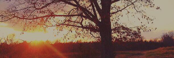 The Lone Tree banner