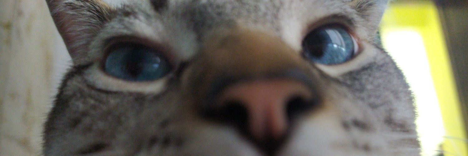 binahaia's profile banner image