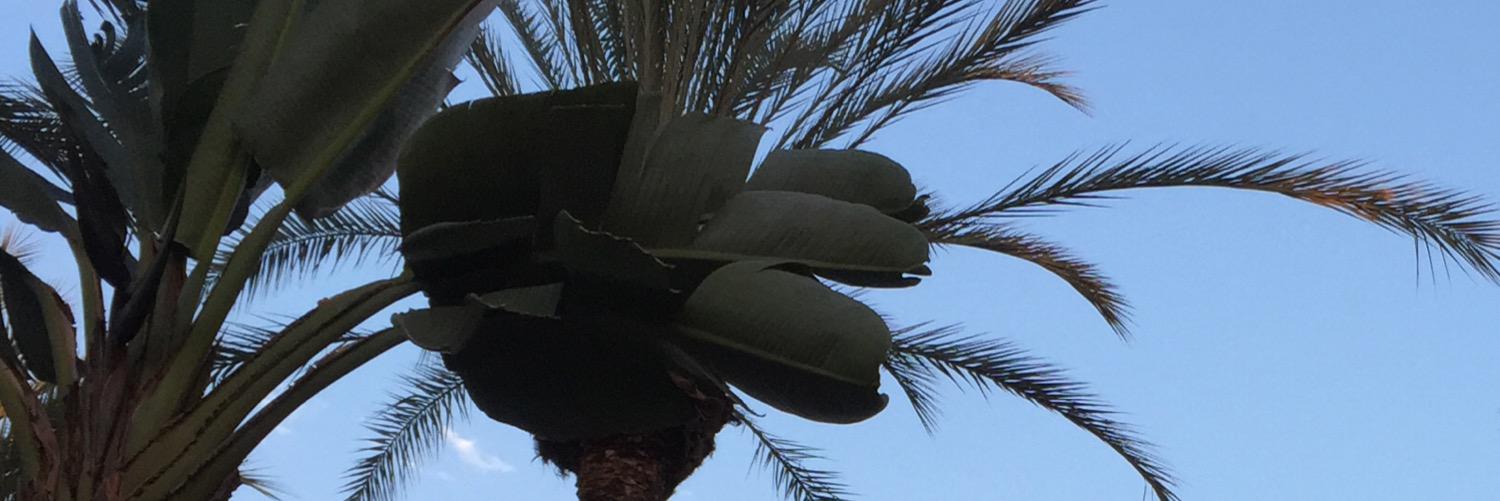 AnesthasiaP's profile banner image
