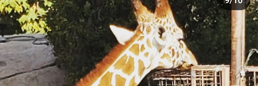 Sentiskorch's profile banner image