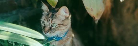 emuffin_'s profile banner image