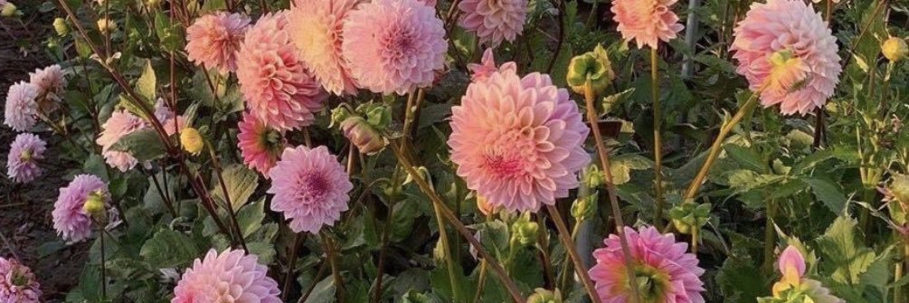 VioletSacco's profile banner image