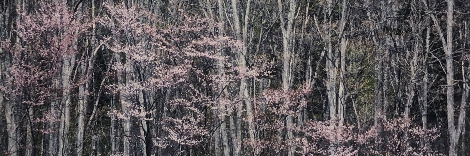 andreabirnbaum1's profile banner image