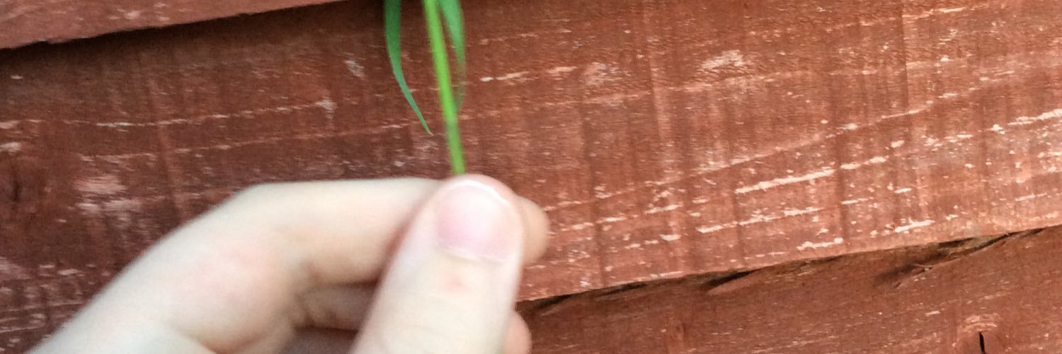 TodayCrab's profile banner image