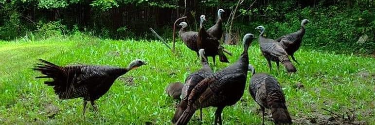 Millennial Pat Head banner