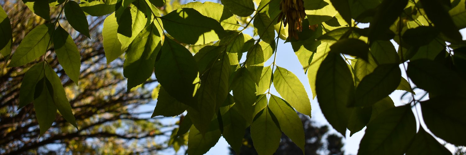 Luchicoppa's profile banner image