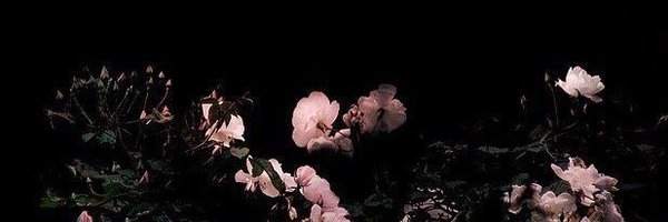 PelintasTimmy Profile Banner