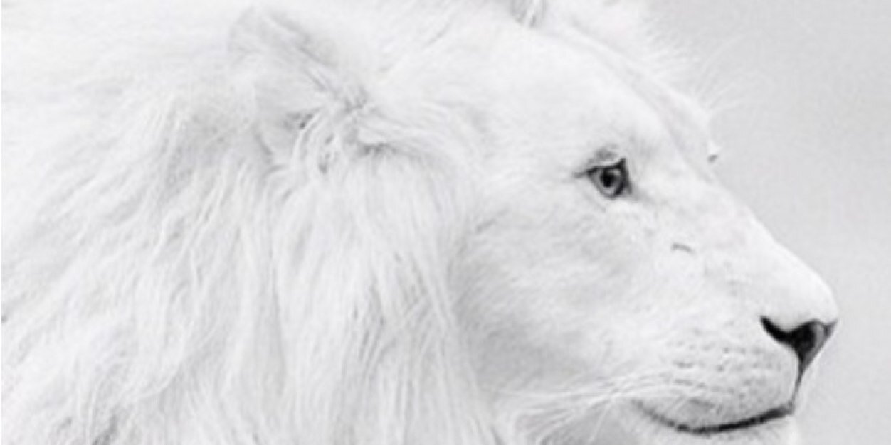 luisa. banner