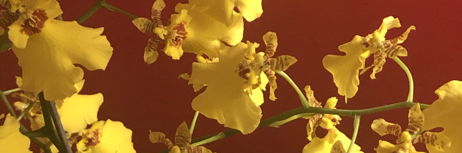 Rachel Pregont banner