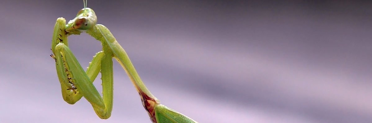 vladreiser's profile banner image