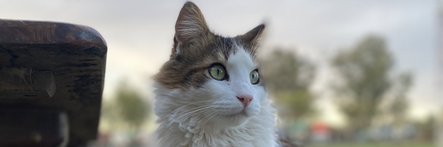 paauamarante's profile banner image