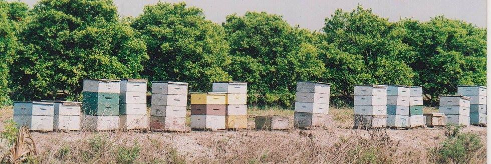 CrowdedHive's profile banner image