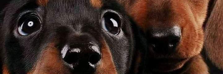 spartaBW1's profile banner image