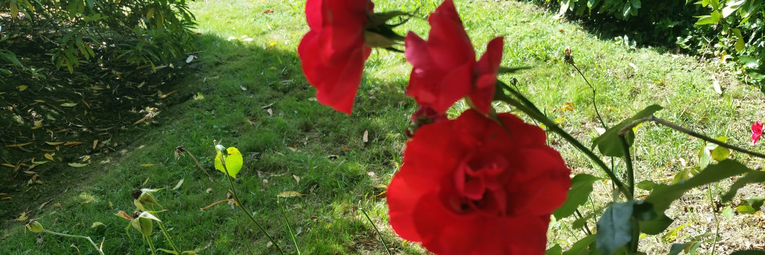 drilopes1999's profile banner image