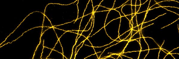 LudersLab Profile Banner