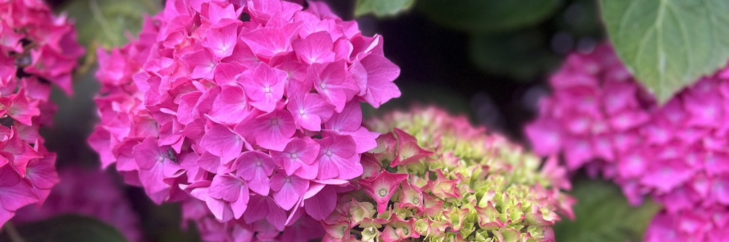 #hellomynameis Selma banner