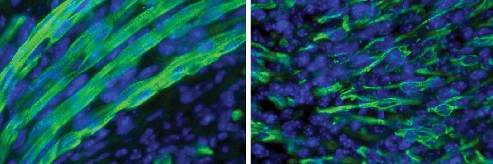 Jean-Francois Cote banner