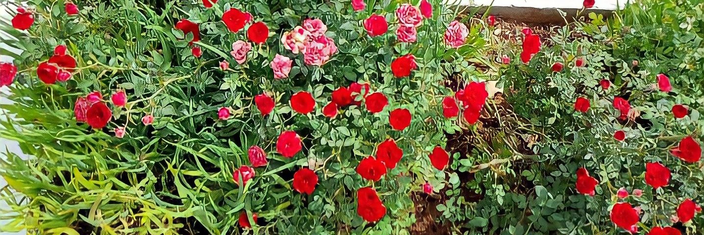 👑Brownie🌸 banner