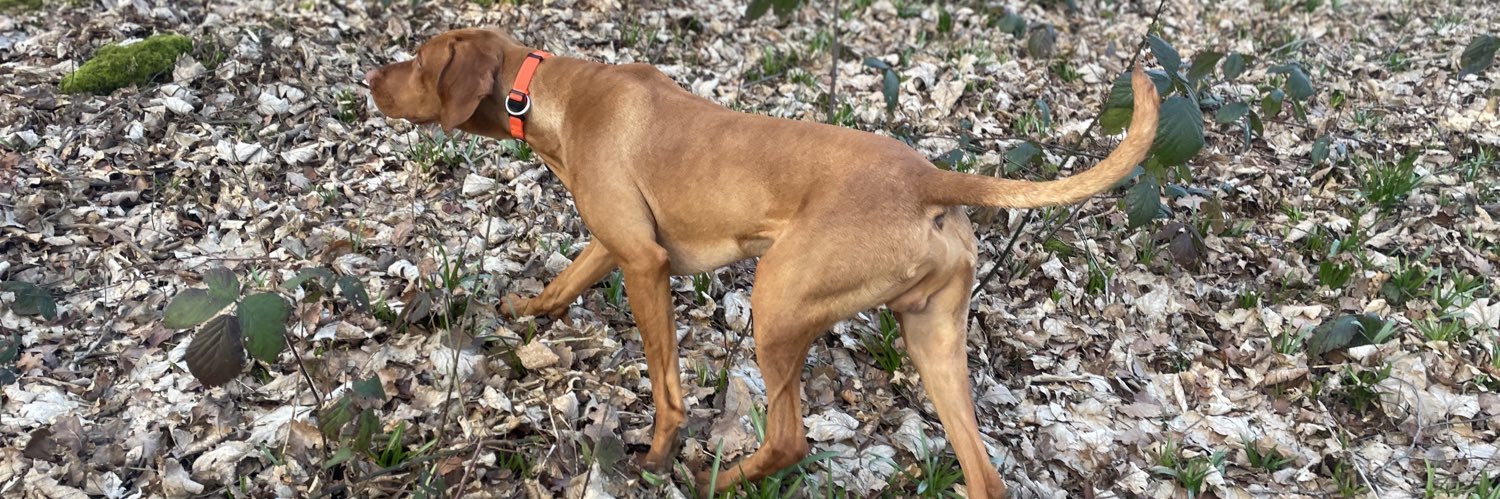 Cwnsaethu Gundogs banner