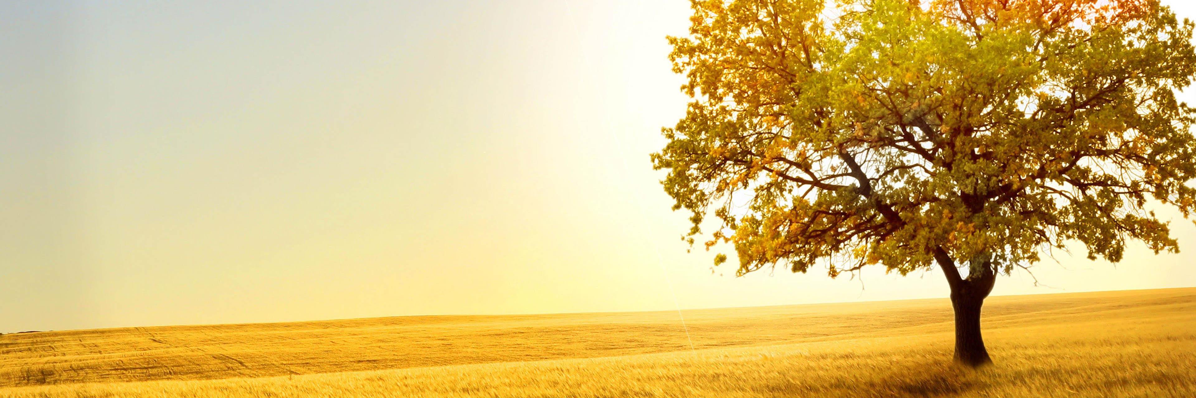 Dr Vicky Cockerill banner