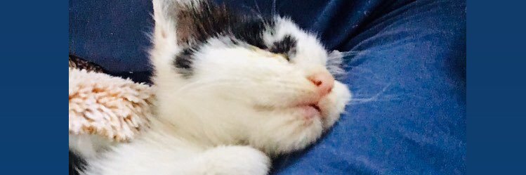 zeseye's profile banner image