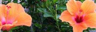 Tweets2Ali's profile banner image