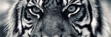 ScottCookson's profile banner image