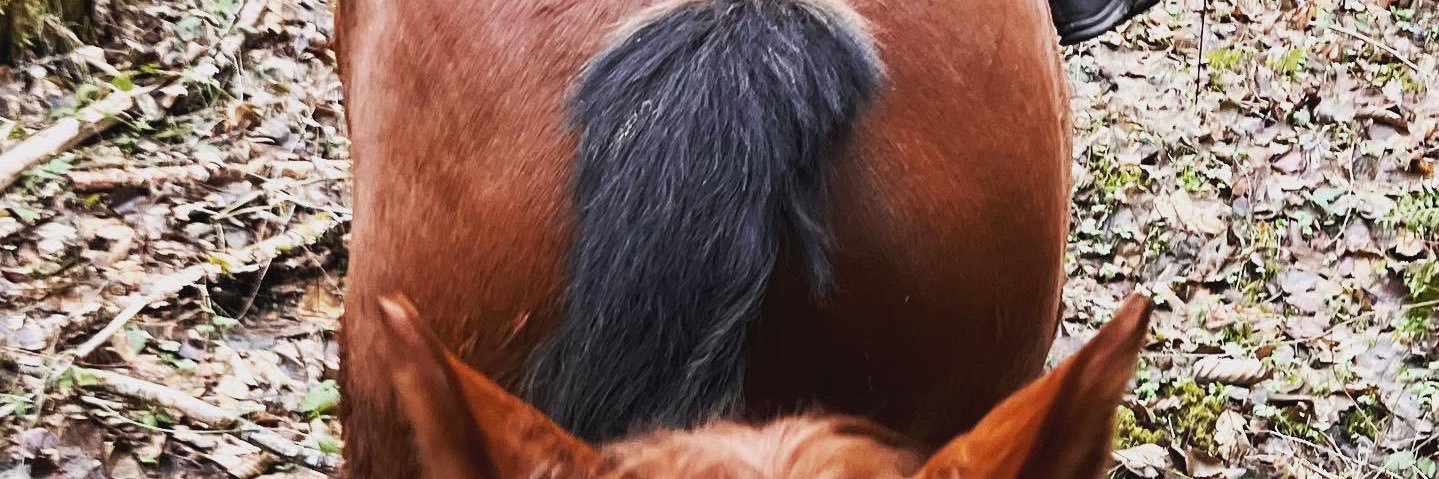 HampHamish's profile banner image
