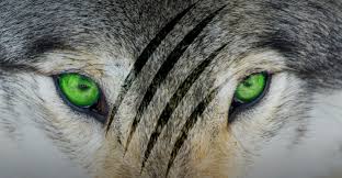 Cedar Park XC and Track banner