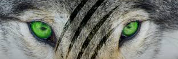 CPHS_XC Profile Banner