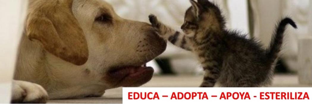 PRO Vida Animal Pana banner