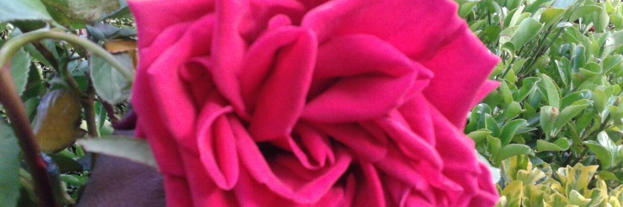 Karen Ambrose banner