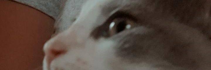 lobiarck's profile banner image