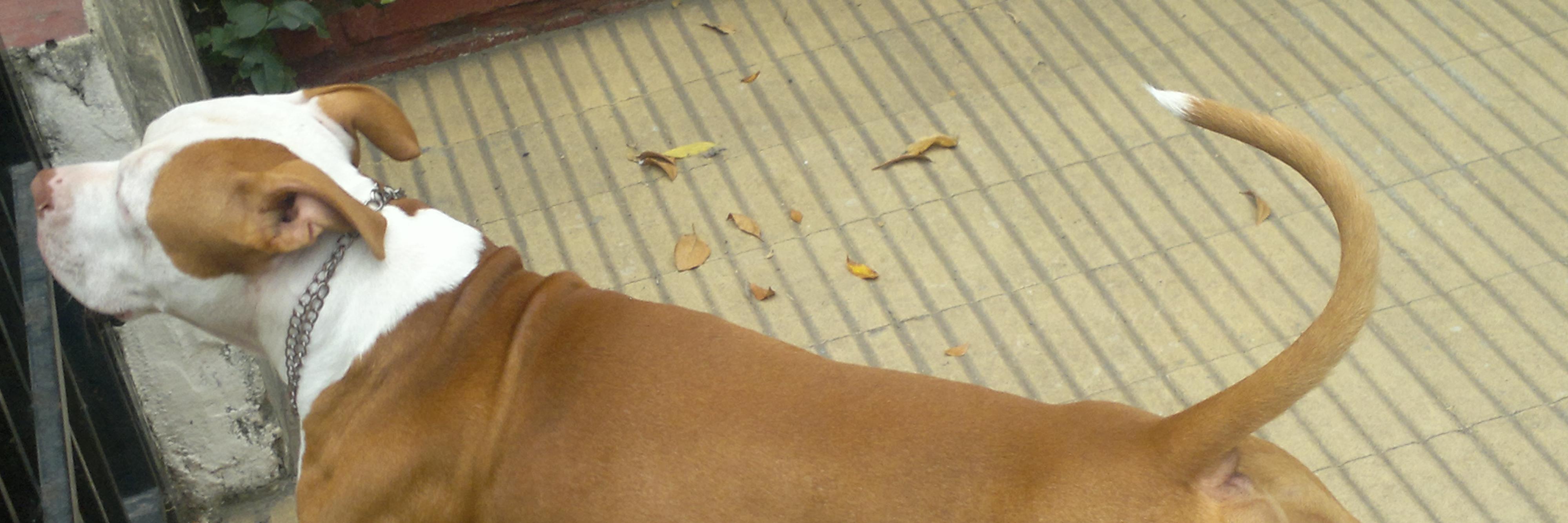 Porthos1908's profile banner image
