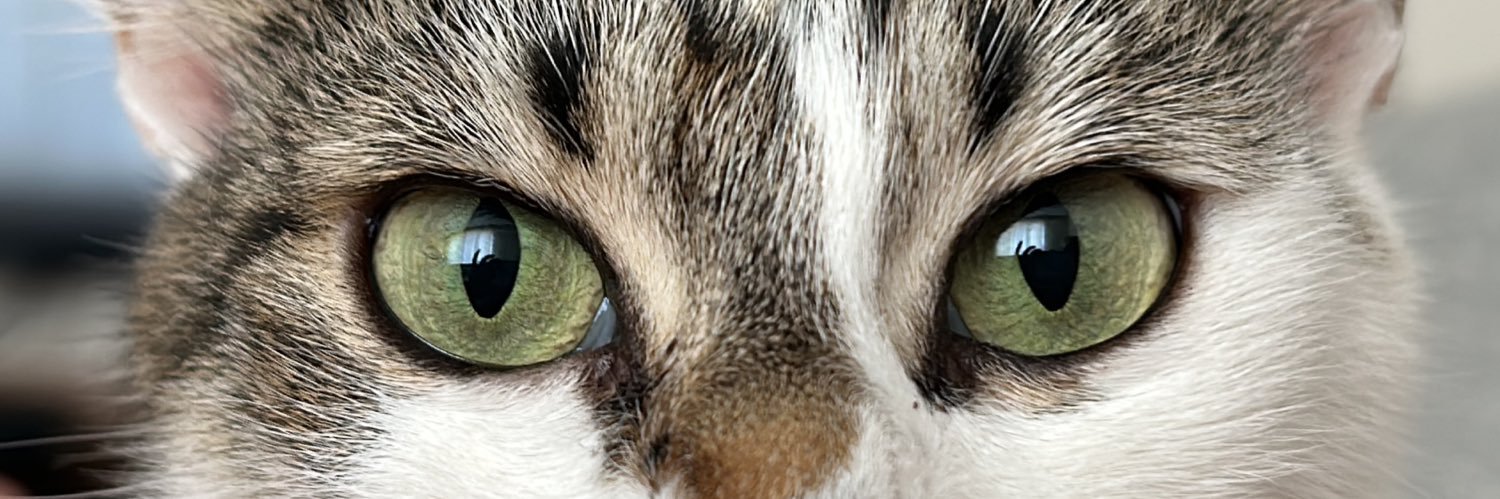 ozgeayen's profile banner image