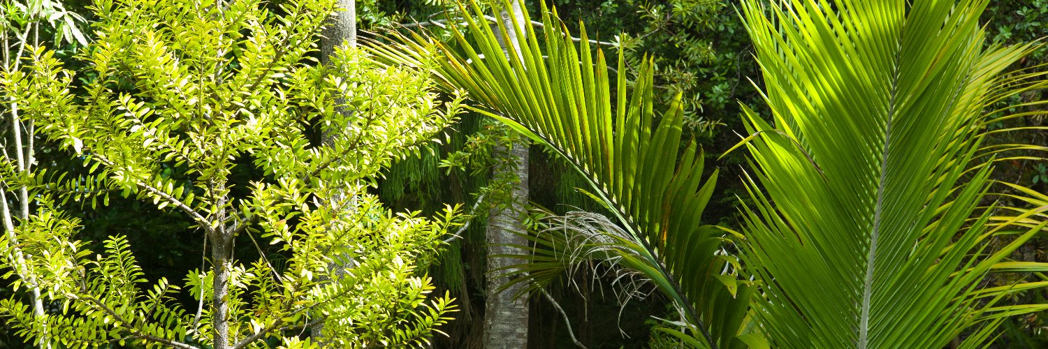 Anne-Marie Brook banner