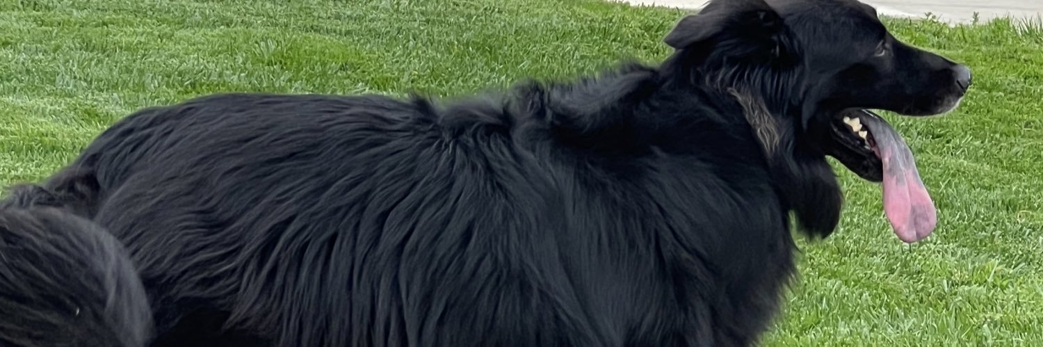 carlyasada's profile banner image
