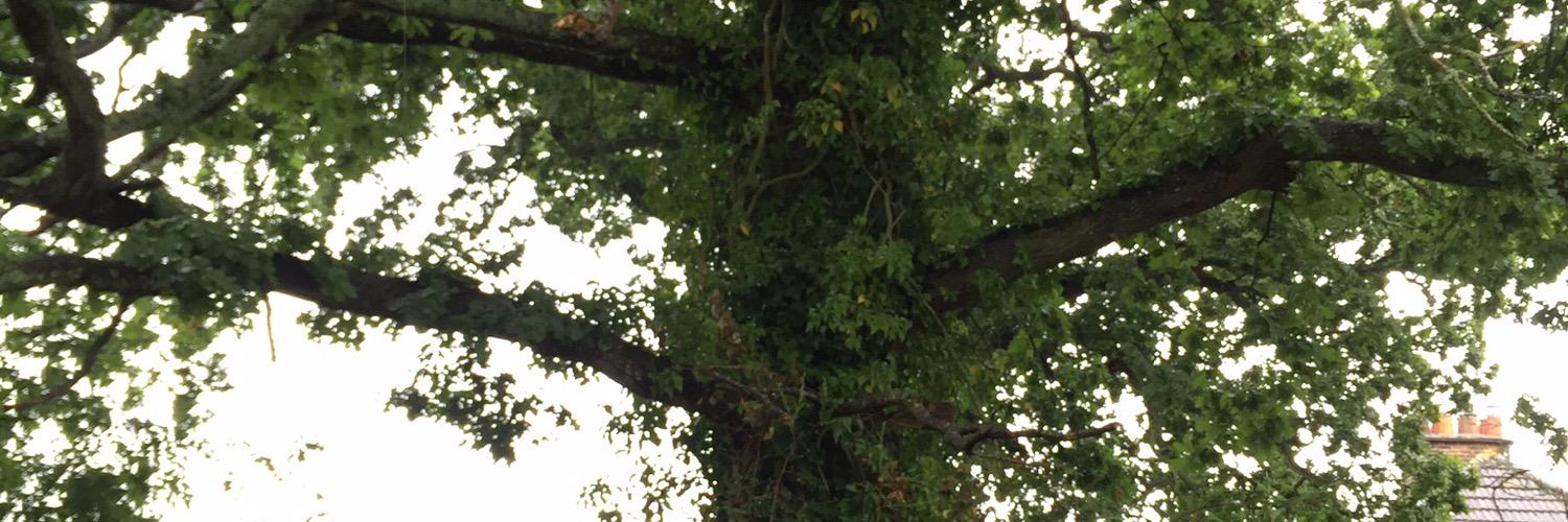Harben81's profile banner image