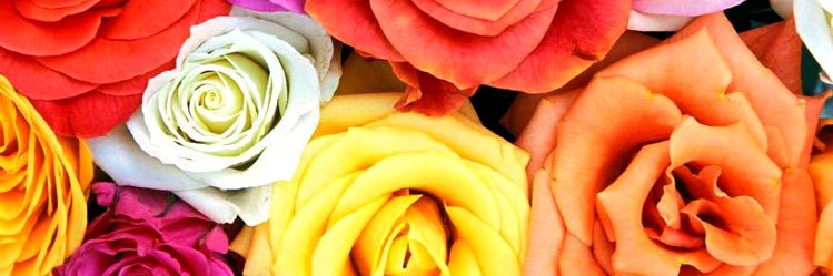 SaazRaphaela's profile banner image