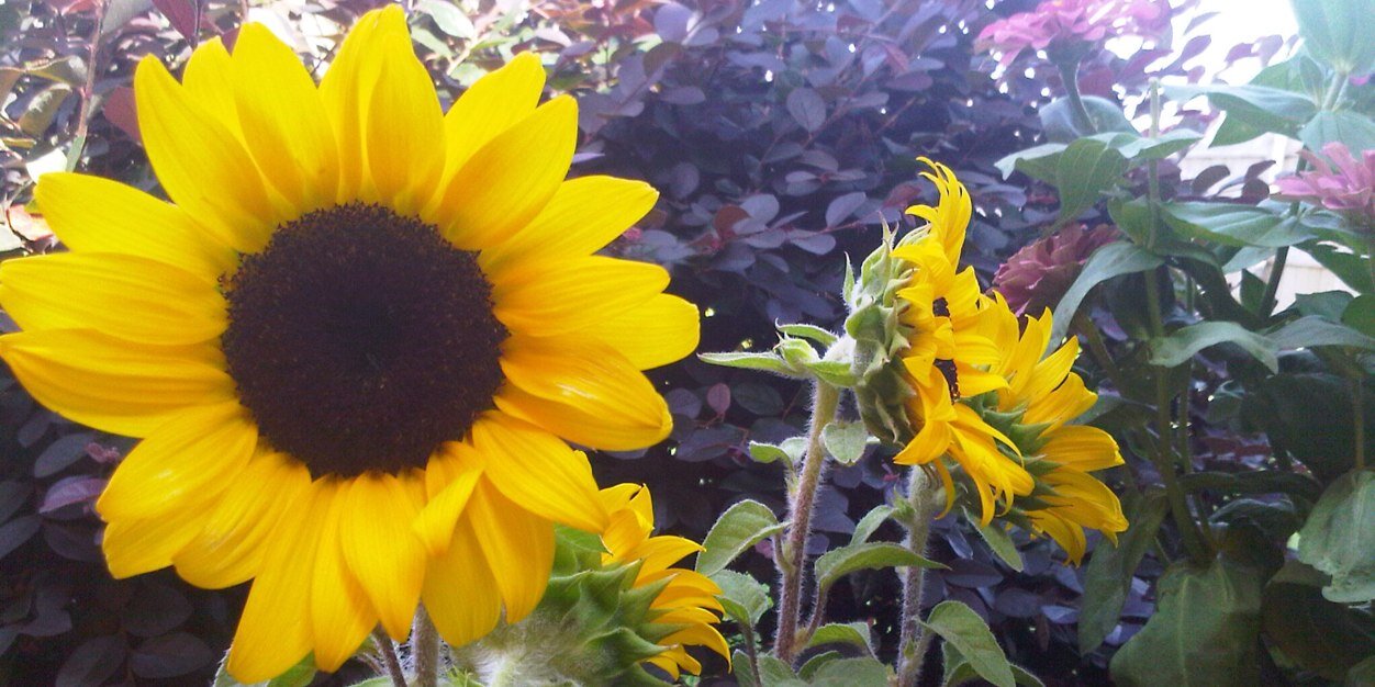 Haley_Kait's profile banner image