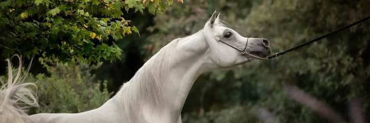 abdurhmanbasham's profile banner image