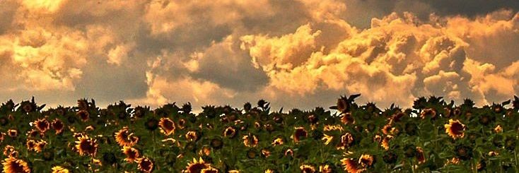 TubaDeniz06's profile banner image