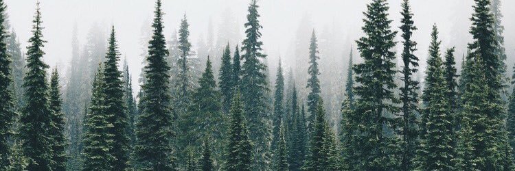 serrano_reyna's profile banner image