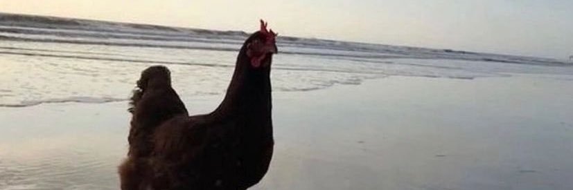 tangiecookie's profile banner image