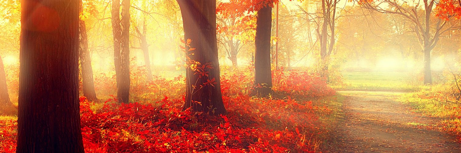 Simonservida's profile banner image