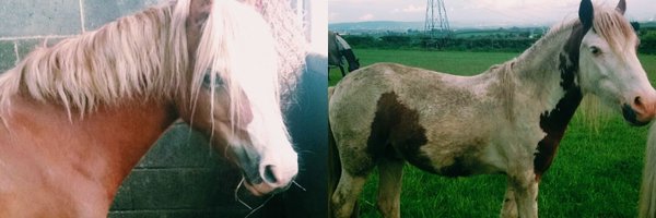 equestplastrex Profile Banner