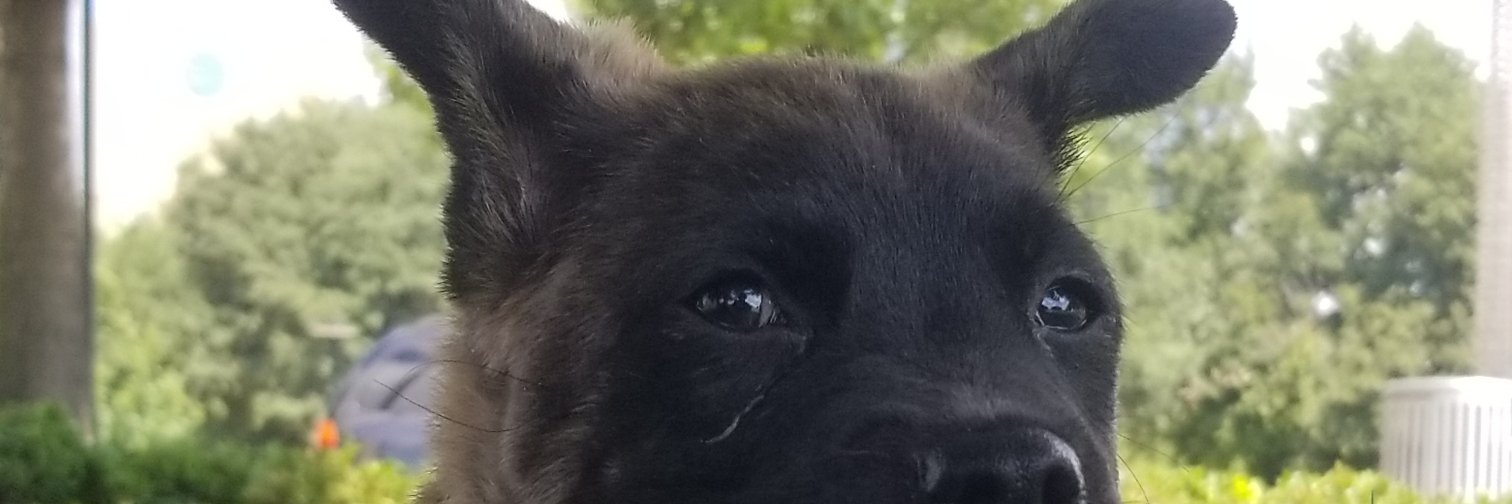 BolD_Apoyo's profile banner image