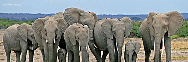 DrElliephants Profile Banner
