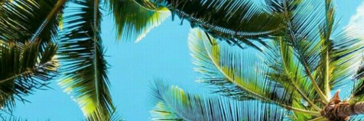 alicekelade's profile banner image
